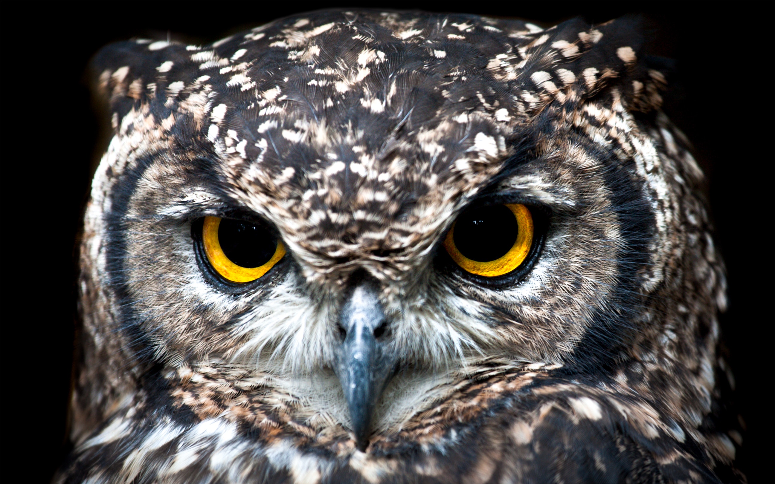alert-animal-bird-of-prey-1543417