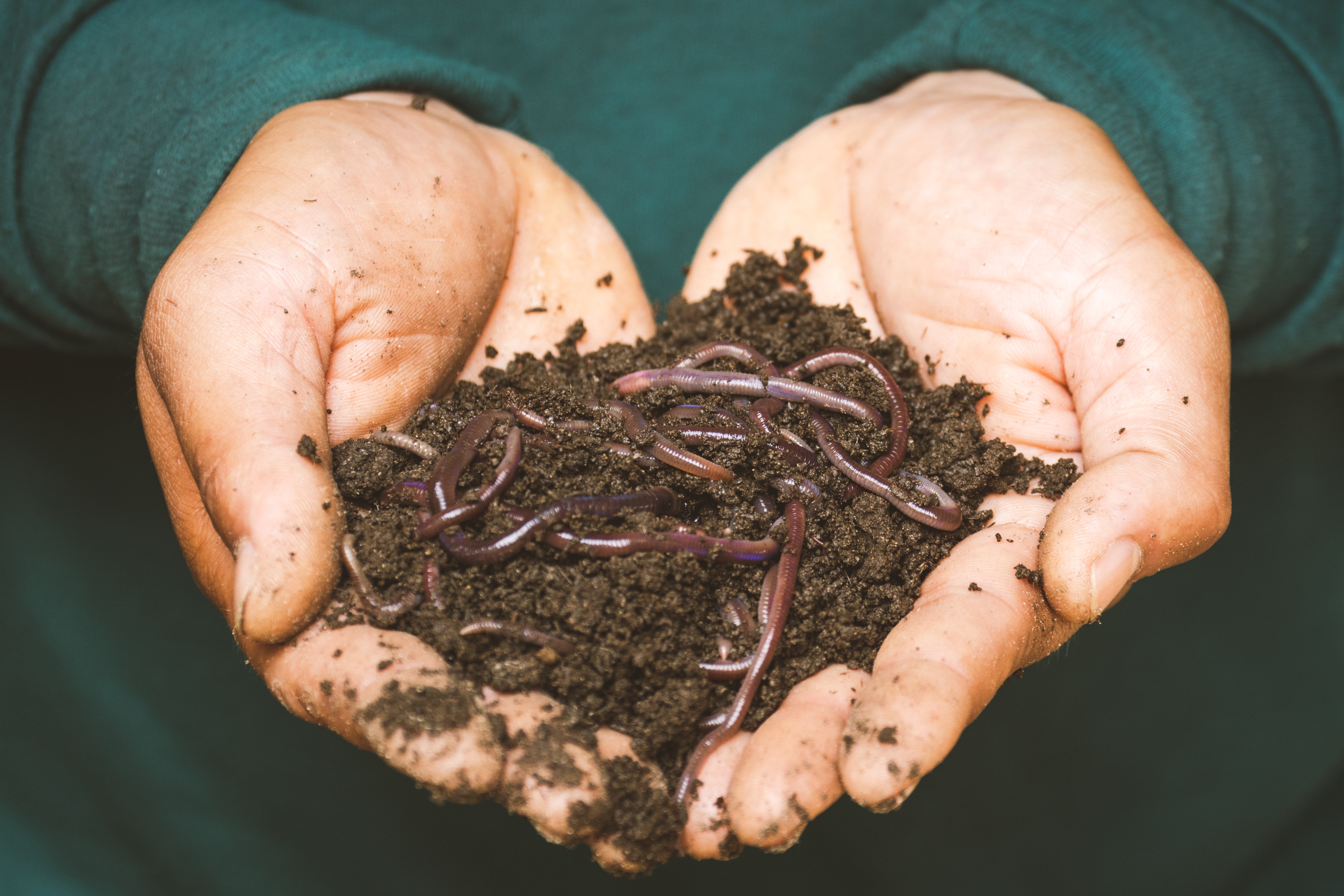 earthworms-on-a-persons-hand-3696170