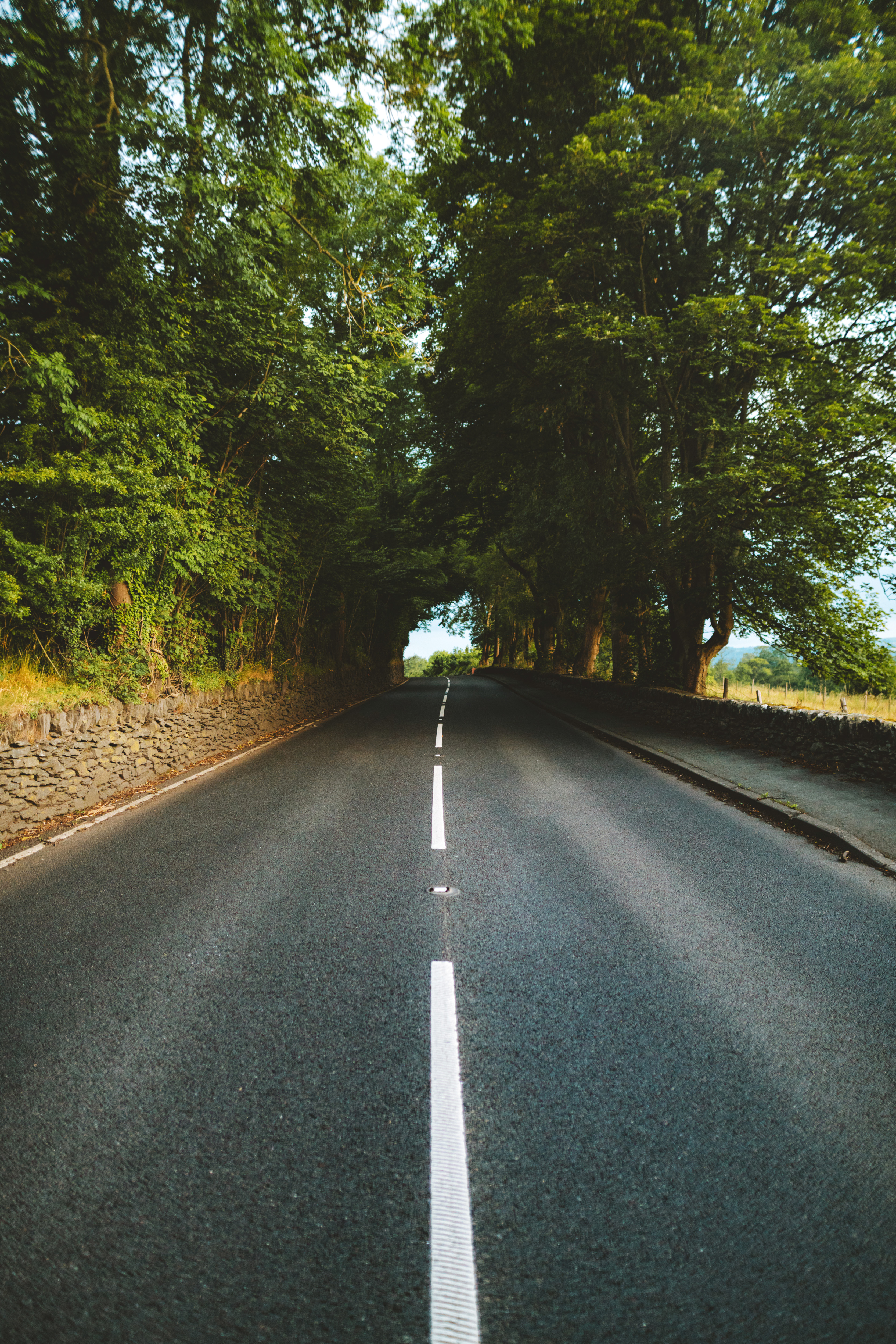 empty-road-between-trees-1237528