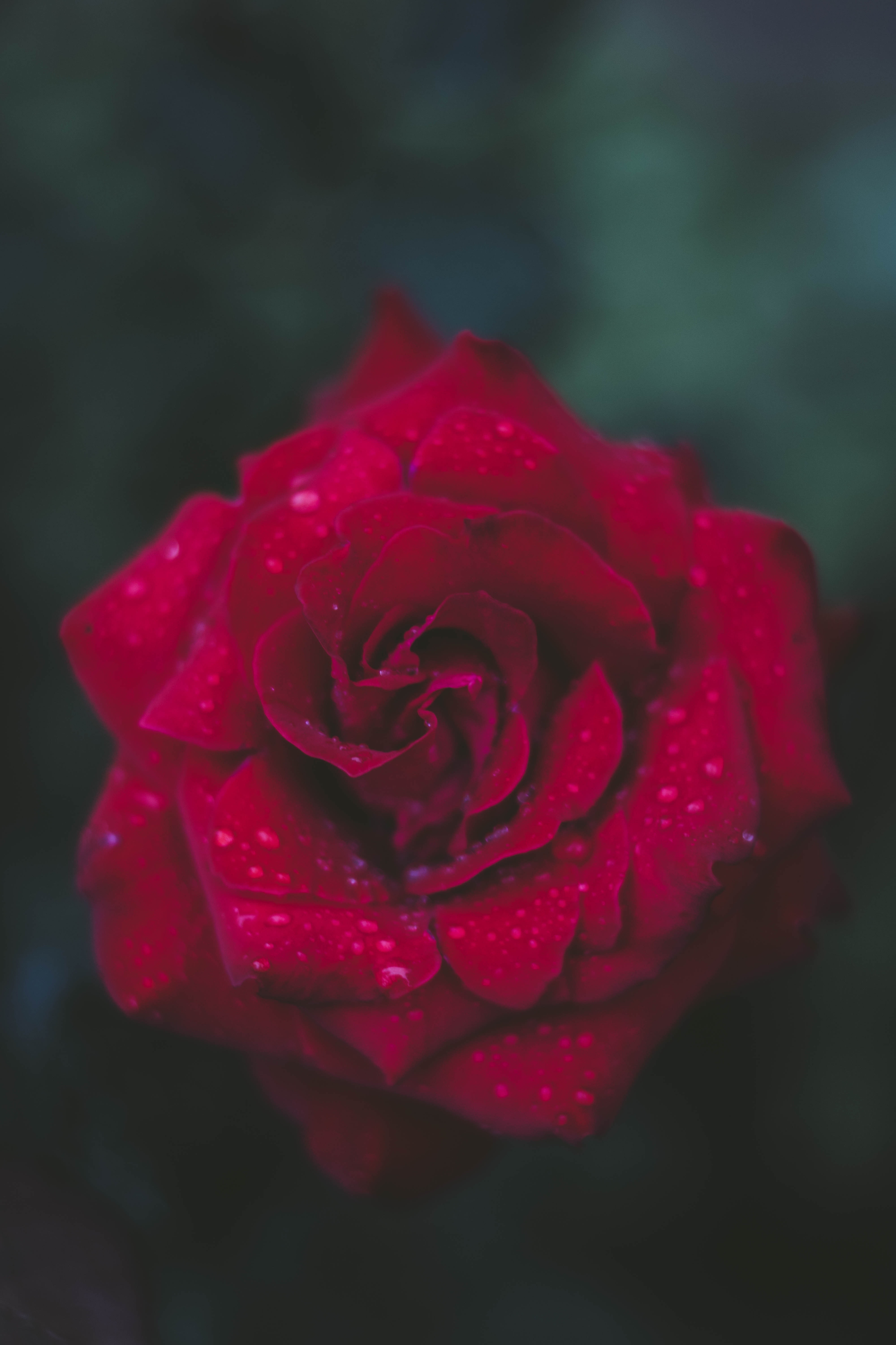 pexels-kristina-paukshtite-704752