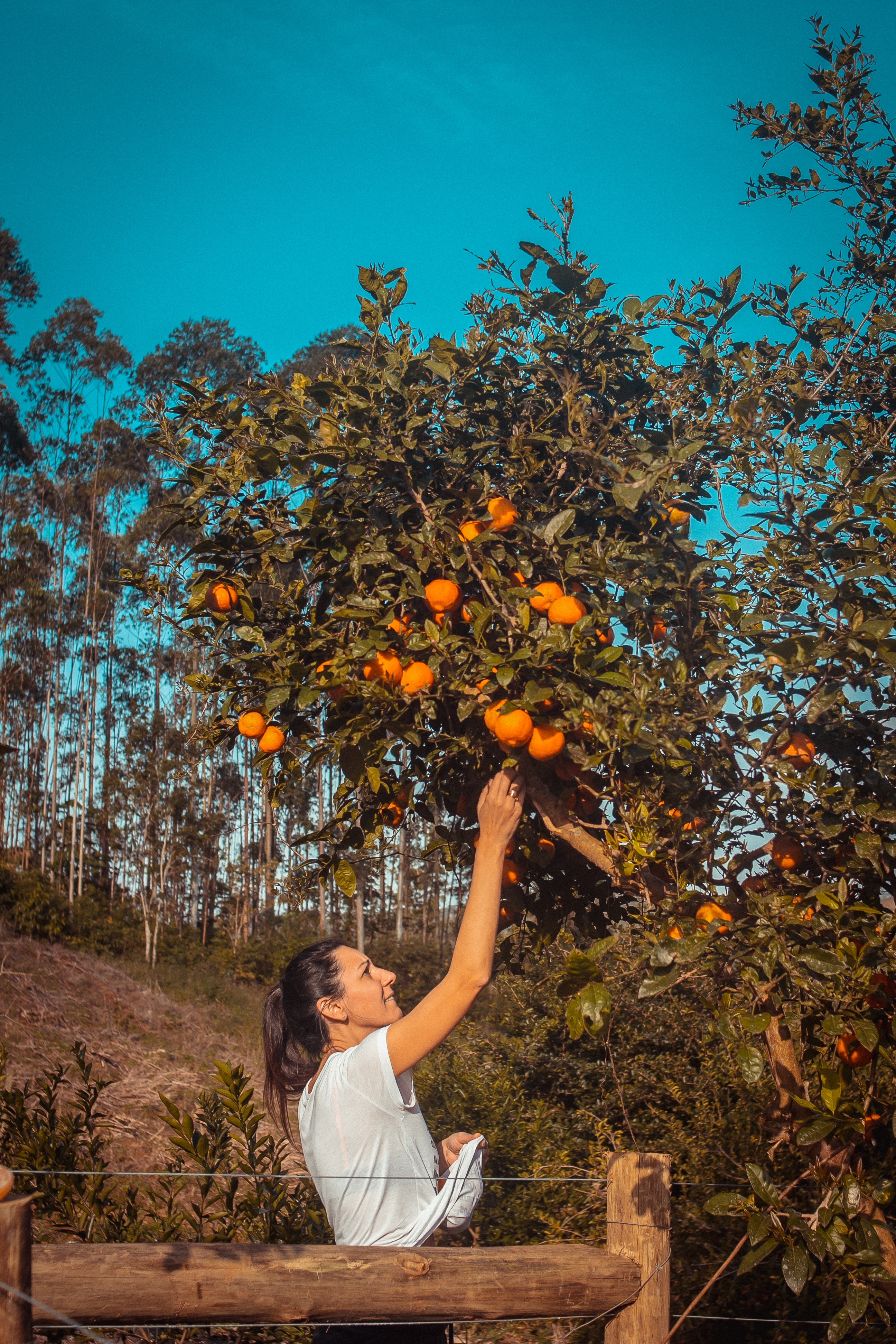 photo-of-woman-getting-orange-from-tree-3021854
