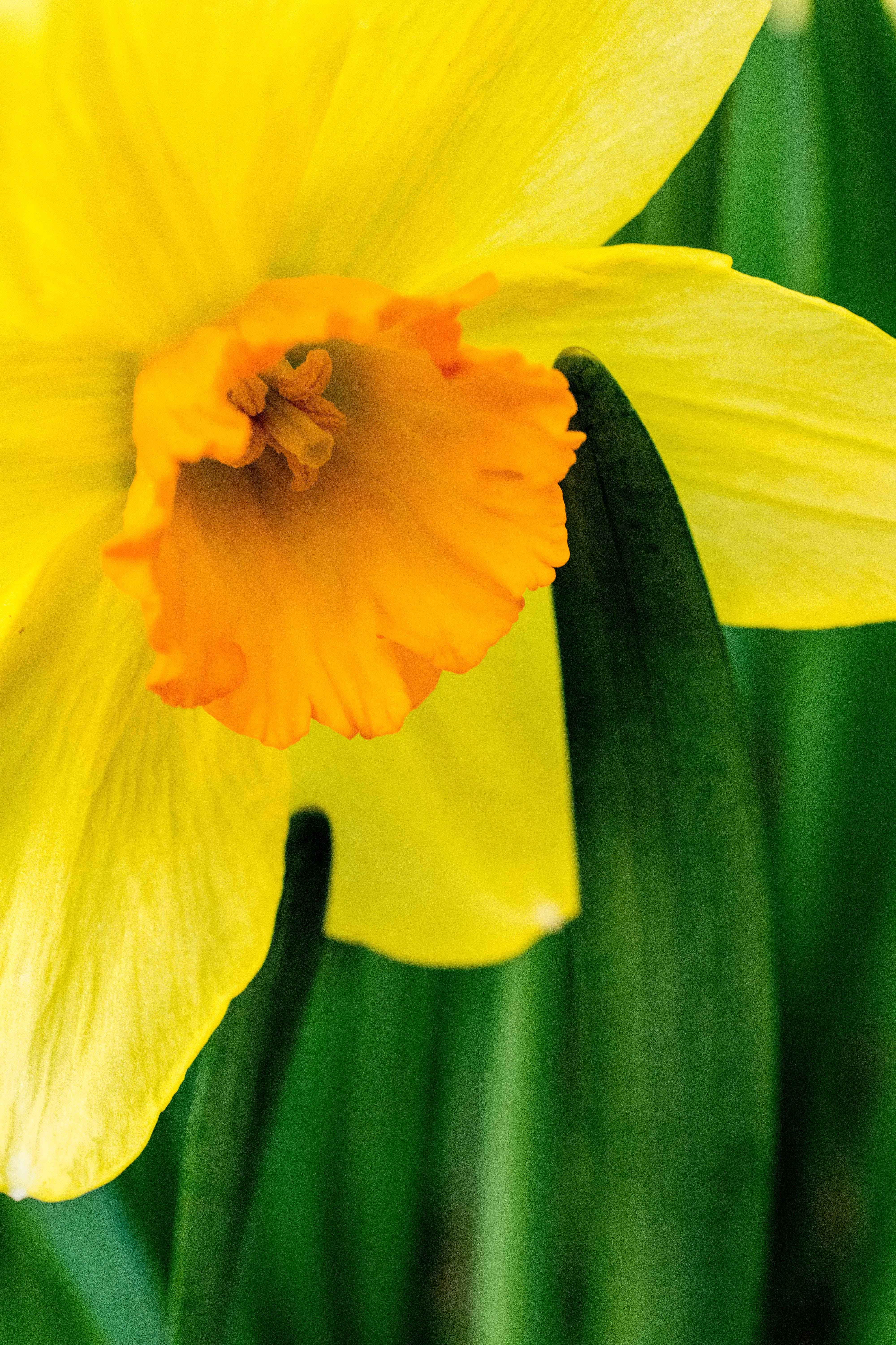 photo-of-yellow-daffodil-flower-1031403