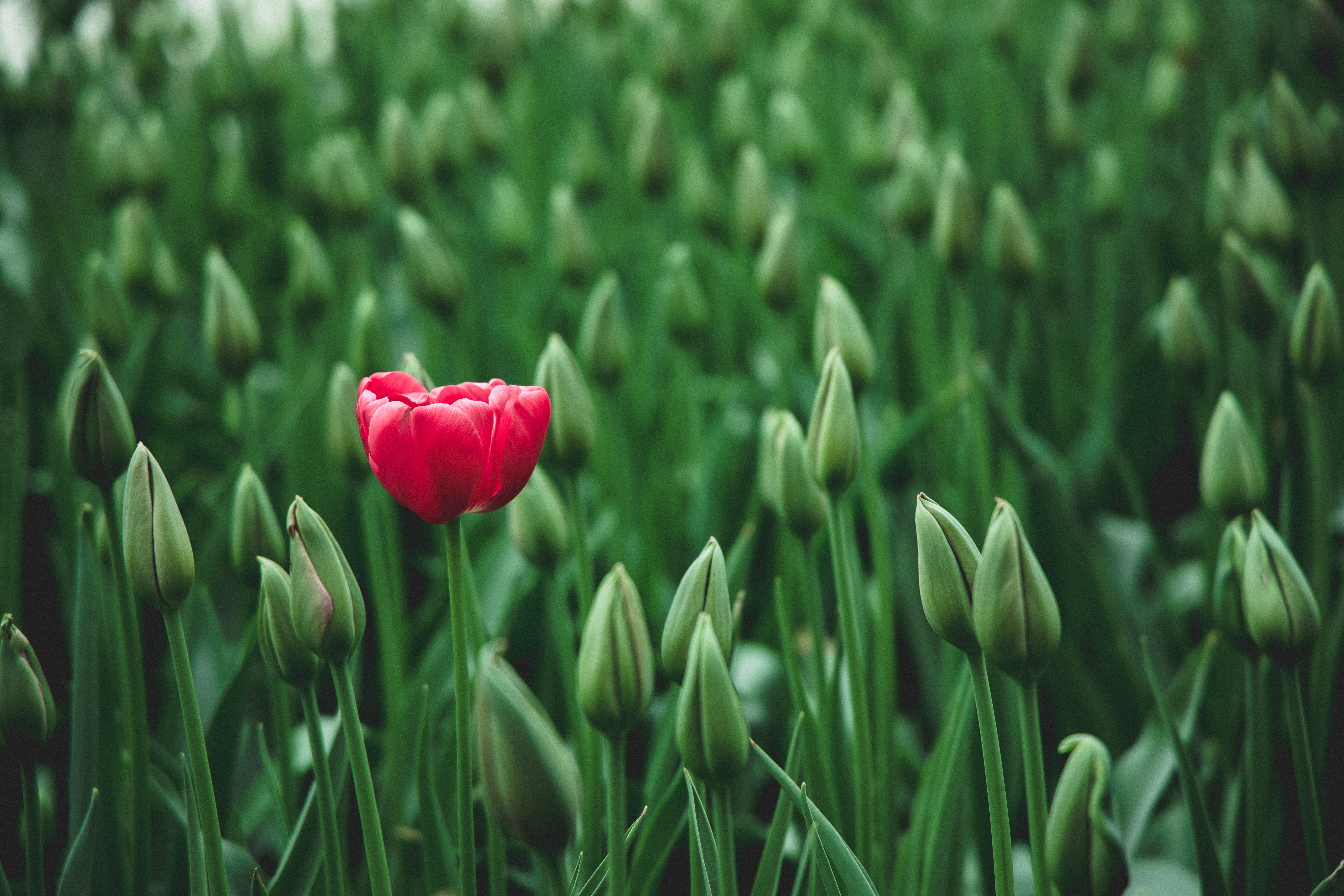 selective-focus-photo-of-a-red-tulip-flower-2480072