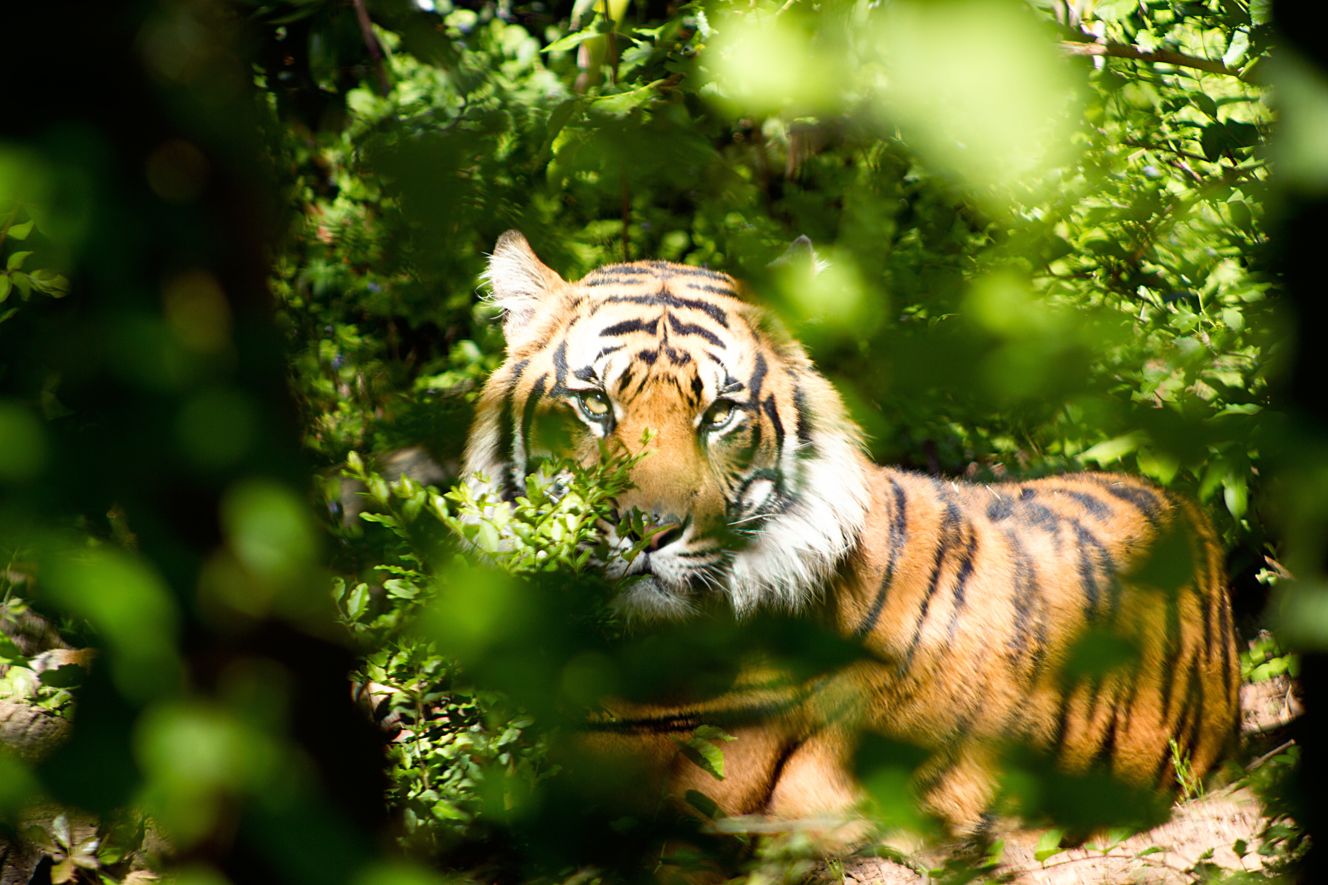 tiger-through-green-leaves-during-day-162306