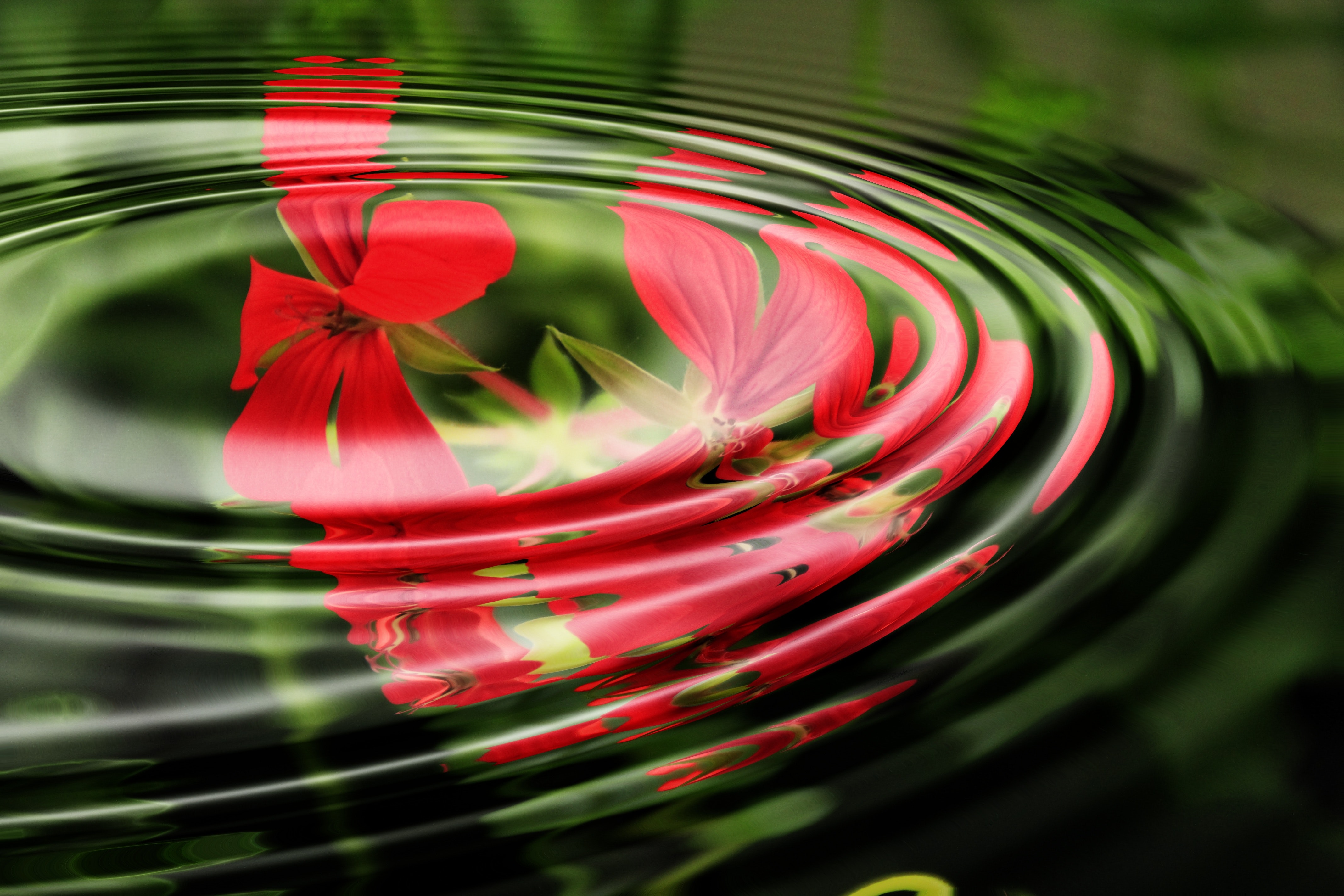 background-geranium-relaxation-55813 background-geranium-relaxation-55813